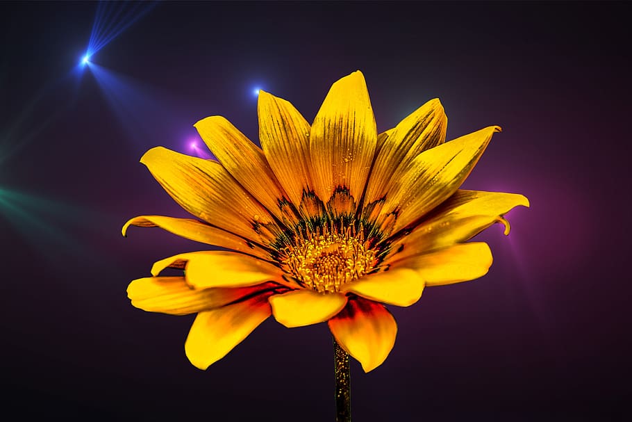 flower gérbel, yellow flower, gérbela, flowering plant, freshness, HD wallpaper