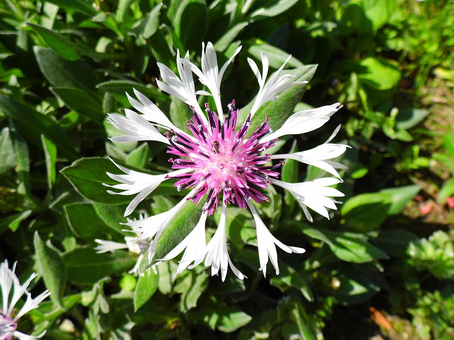 cornflower, flowering plant, vulnerability, fragility, beauty in nature HD wallpaper
