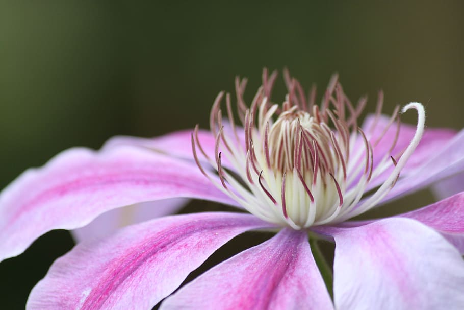 close up photo of pink and white petaled flowers, blossom, bloom HD wallpaper