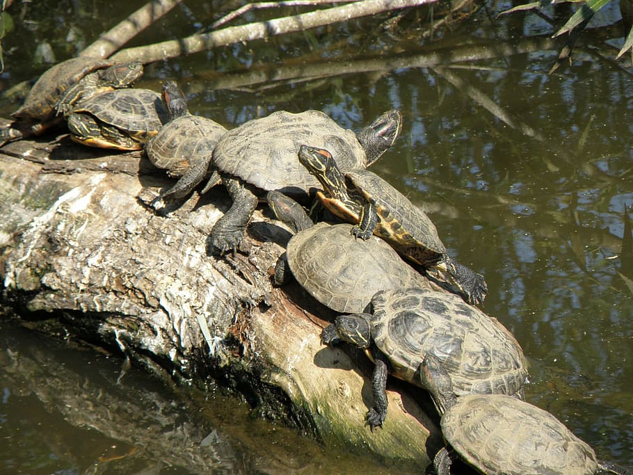 trachemys scripta elegans, turtle, group, sun, strain, water HD wallpaper