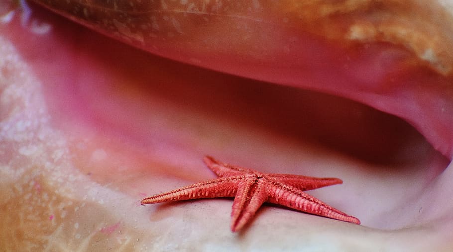 shell, starfish, maritime, decorative, decoration, nature, collect HD wallpaper