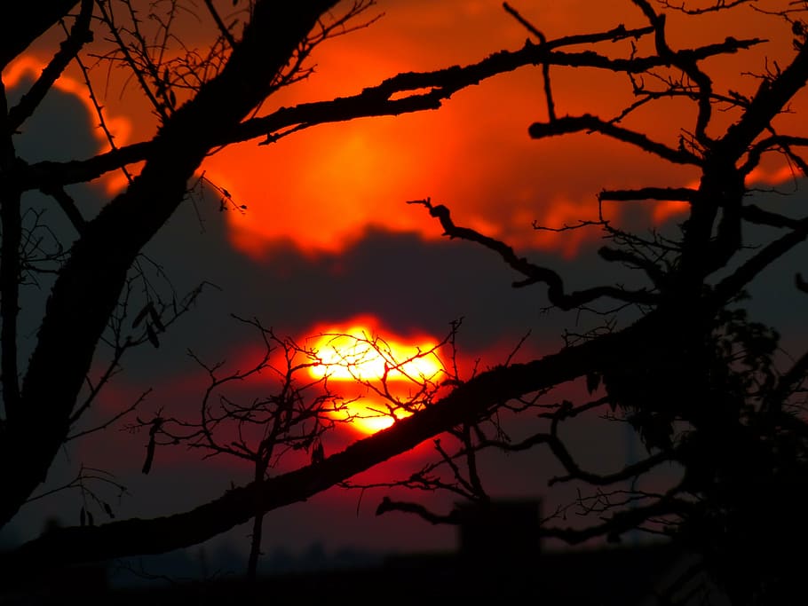 sunset, sky, light, burn, glow, silhouette, back light, tree HD wallpaper