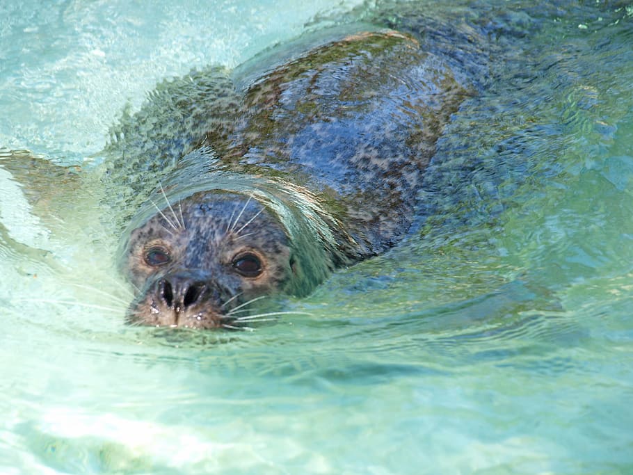 Online crop | HD wallpaper: seal, seals, north sea, nordfriesland ...