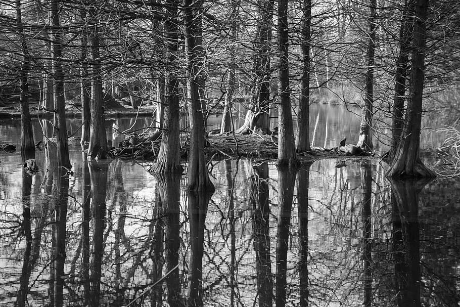 trees, reflection, water, mirror, natural, outdoors, plant HD wallpaper