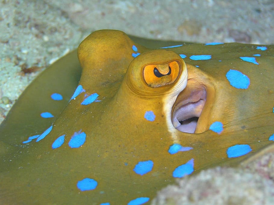 rays, blue spotted stingrays, animal, underwater, diving, red sea HD wallpaper