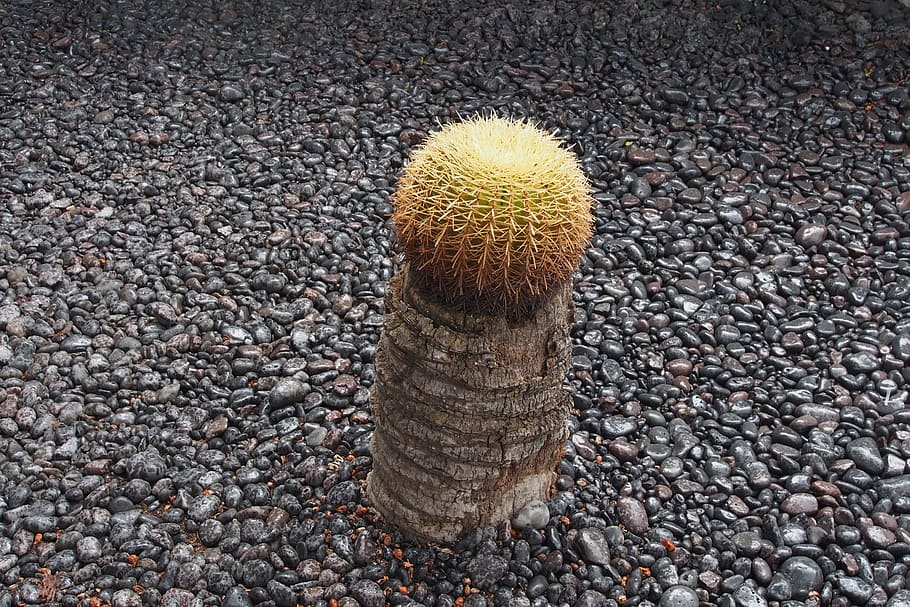 Cactus, Single, Succulent, nature, day, no people, close-up HD wallpaper