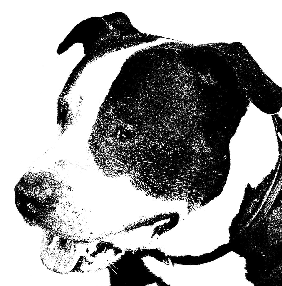 50+ Black Amstaff Pitbull Pictures