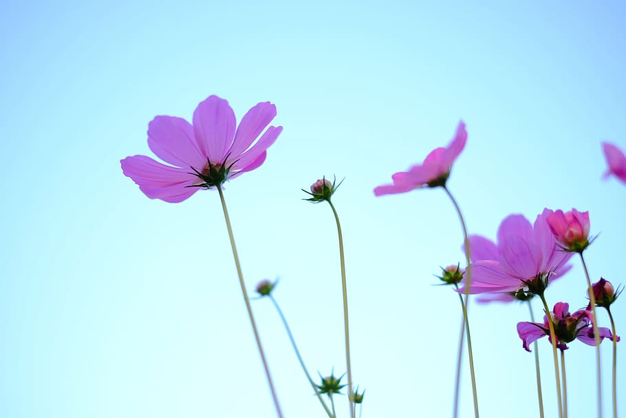 Flower, Cosmos, Fresh, purple, nature, flower head, pink color HD wallpaper