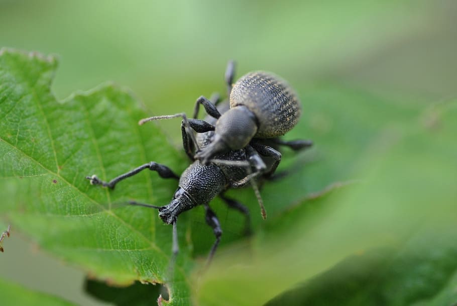 insects, coupling, nature, campaign, macro, invertebrate, animal themes HD wallpaper