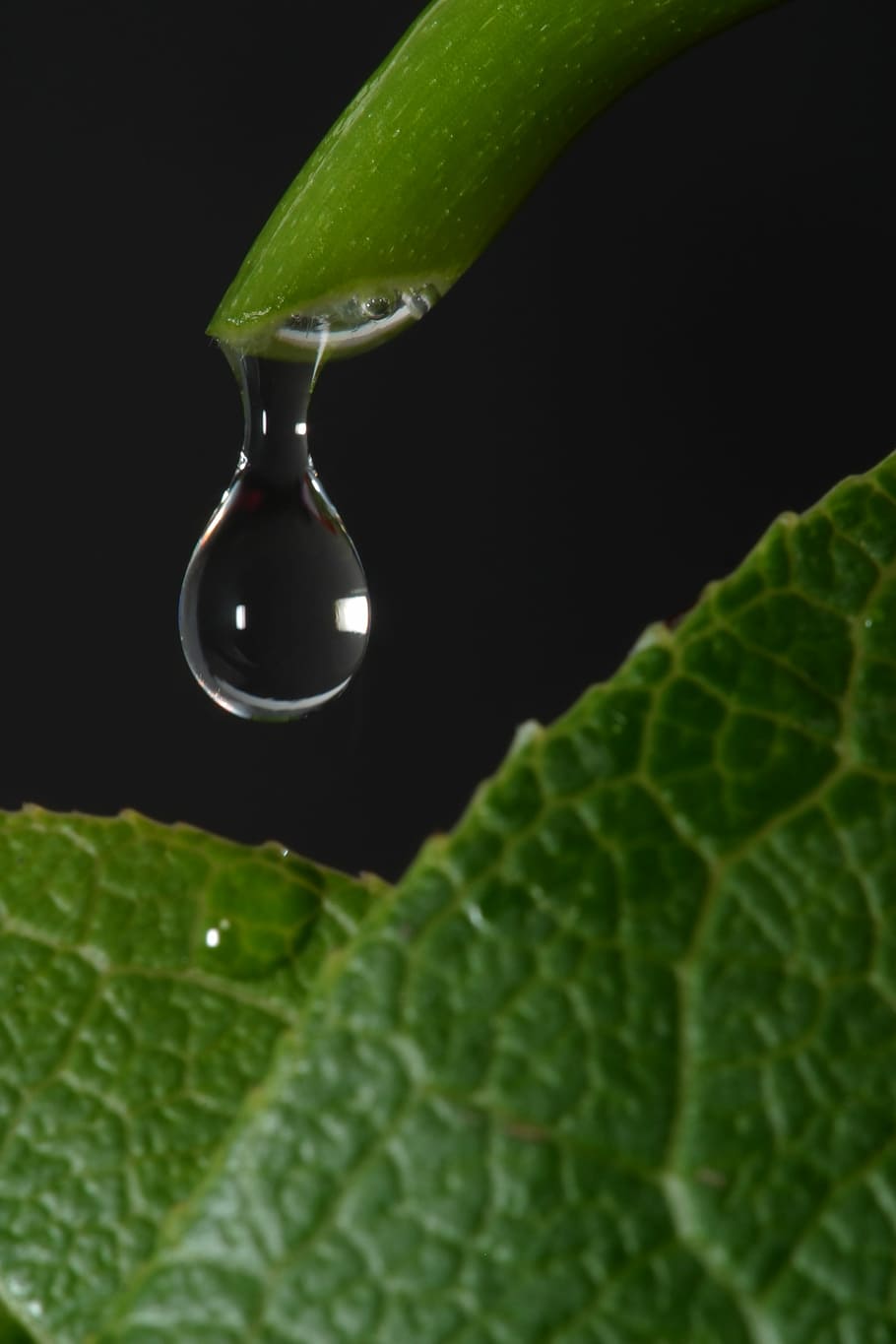 Macro, Drop, Dew, Plant, Raindrops, leaf, green color, studio shot HD wallpaper