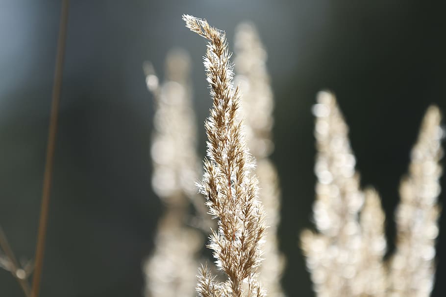nature, plants, forest, summer, grass, crop, growth, close-up HD wallpaper