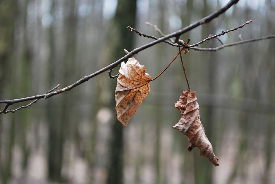 Leaf, Gray, autumn, outdoors, day, focus on foreground, one animal HD wallpaper