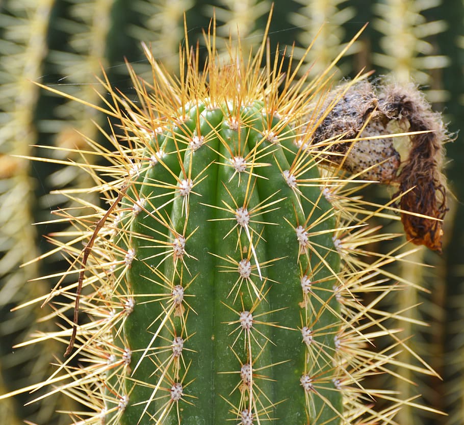 Cactus, Spur, Plant, green, prickly, thorns, nature, pointed HD wallpaper