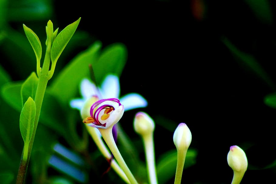 flower, green, nature, spring, plant, garden, natural, bright HD wallpaper