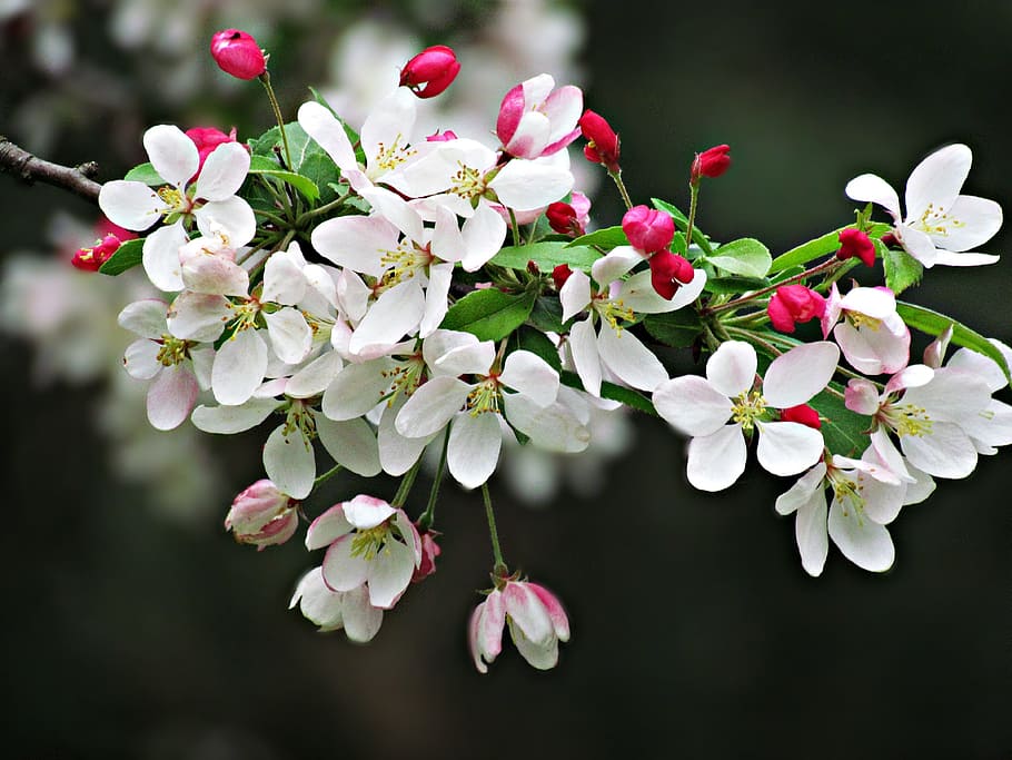 close-up photo of white-and-pink tree blossoms, spring, flowers HD wallpaper