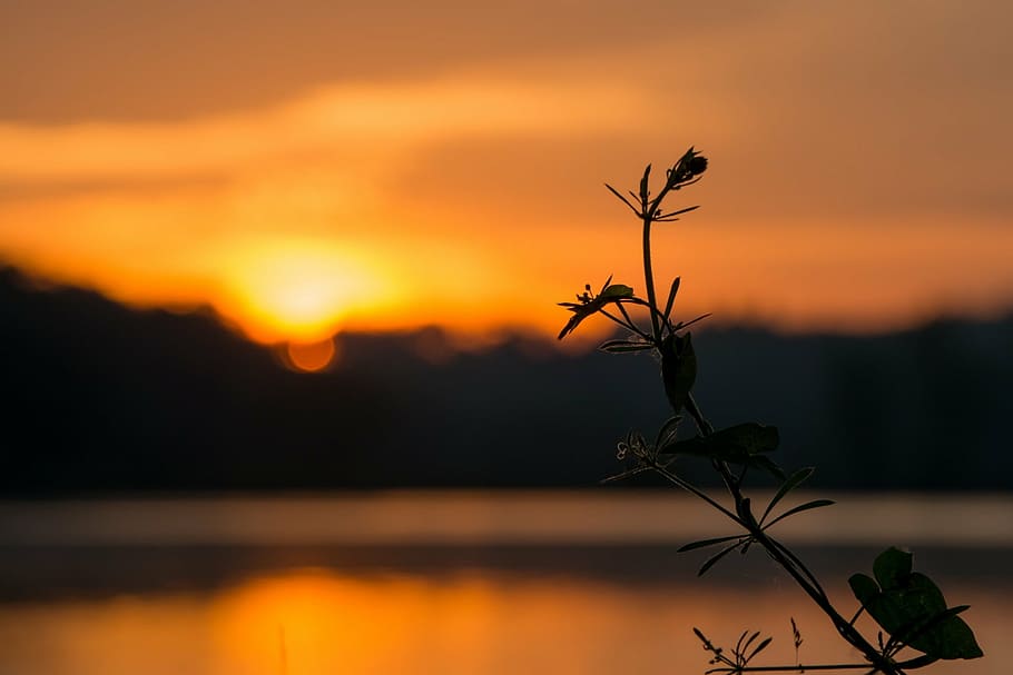 silhouette of plant near body of water, sunrise, orange, clouds HD wallpaper