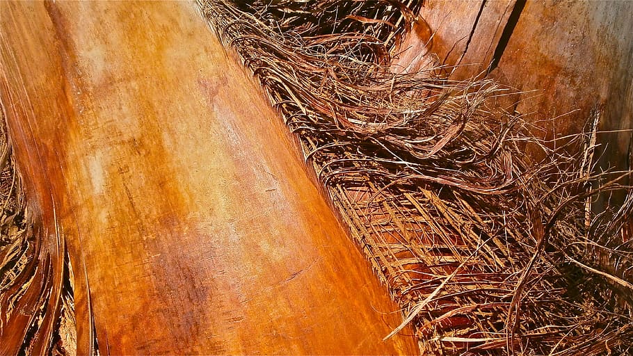 tree, trunk, texture, bark, palm tree, vegetable, nature, wood HD wallpaper