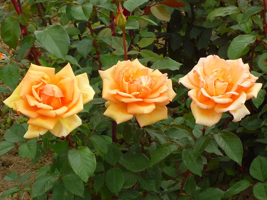 rose, orange, bloom, nature, summer flower, flowering plant HD wallpaper