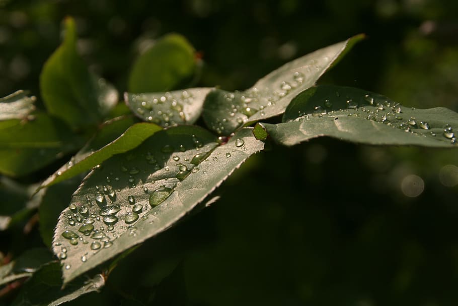 leaf, nature, rain, raindrop, plant part, water, wet, close-up HD wallpaper