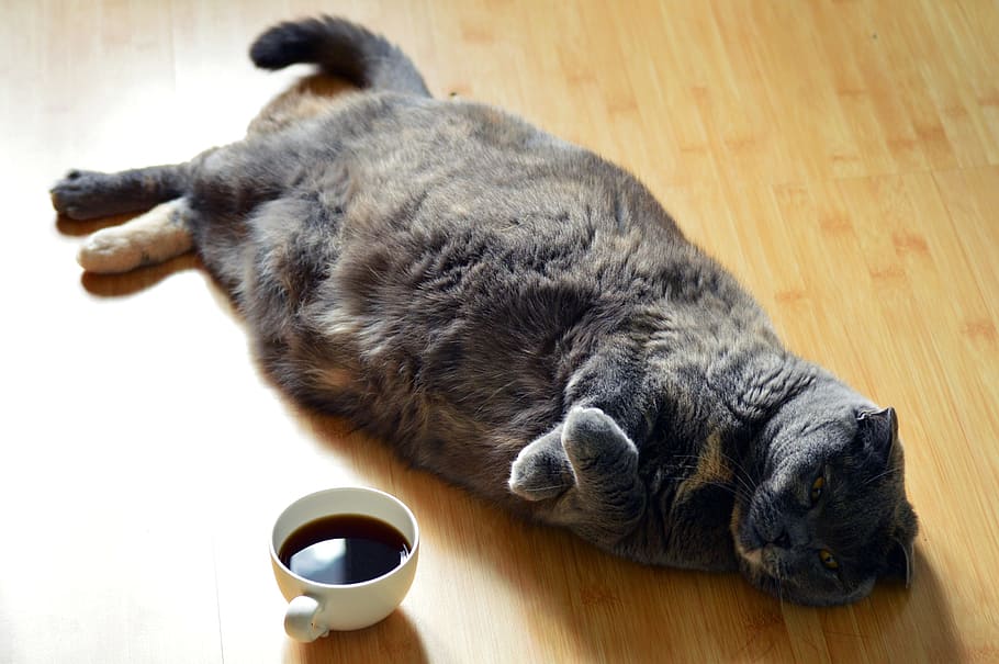 short-fur black cat, dark, coffee, lazy, lying, wood, wooden