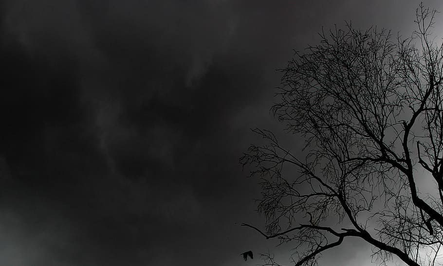 bare tree under black sky, nature, dark, night, gloomy, silhouette HD wallpaper