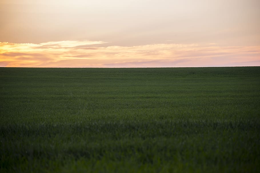 green grass field, skyline of grass field at daytime, photography HD wallpaper