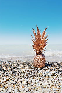 photo of brown pineapple on seashore during daytime, dessert HD wallpaper