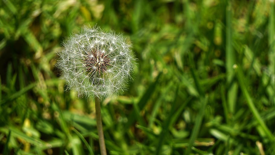 dandelion, grass, nature, summer, spring, meadow, flower, green HD wallpaper