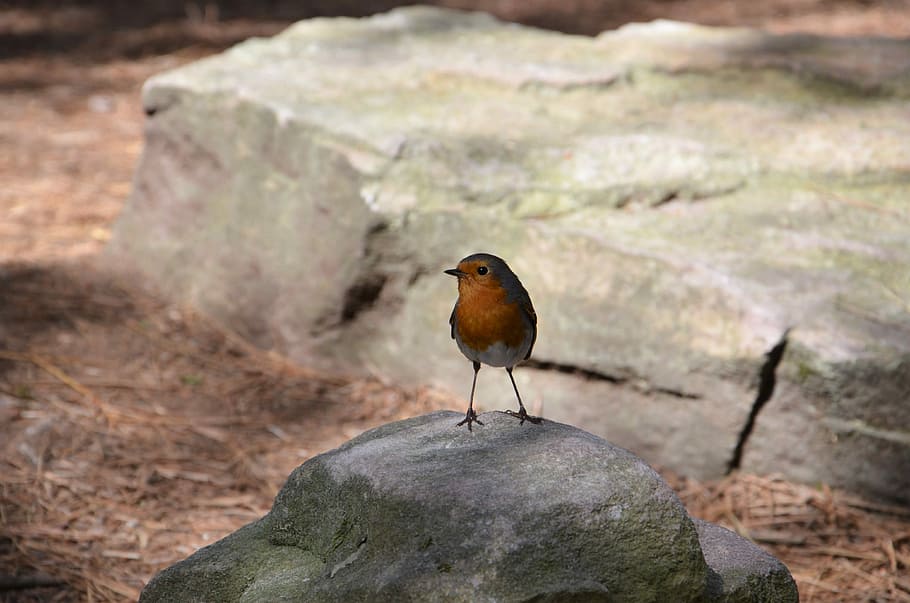 Robin, brown bird on top gray stone, close up, orange, bird head HD wallpaper