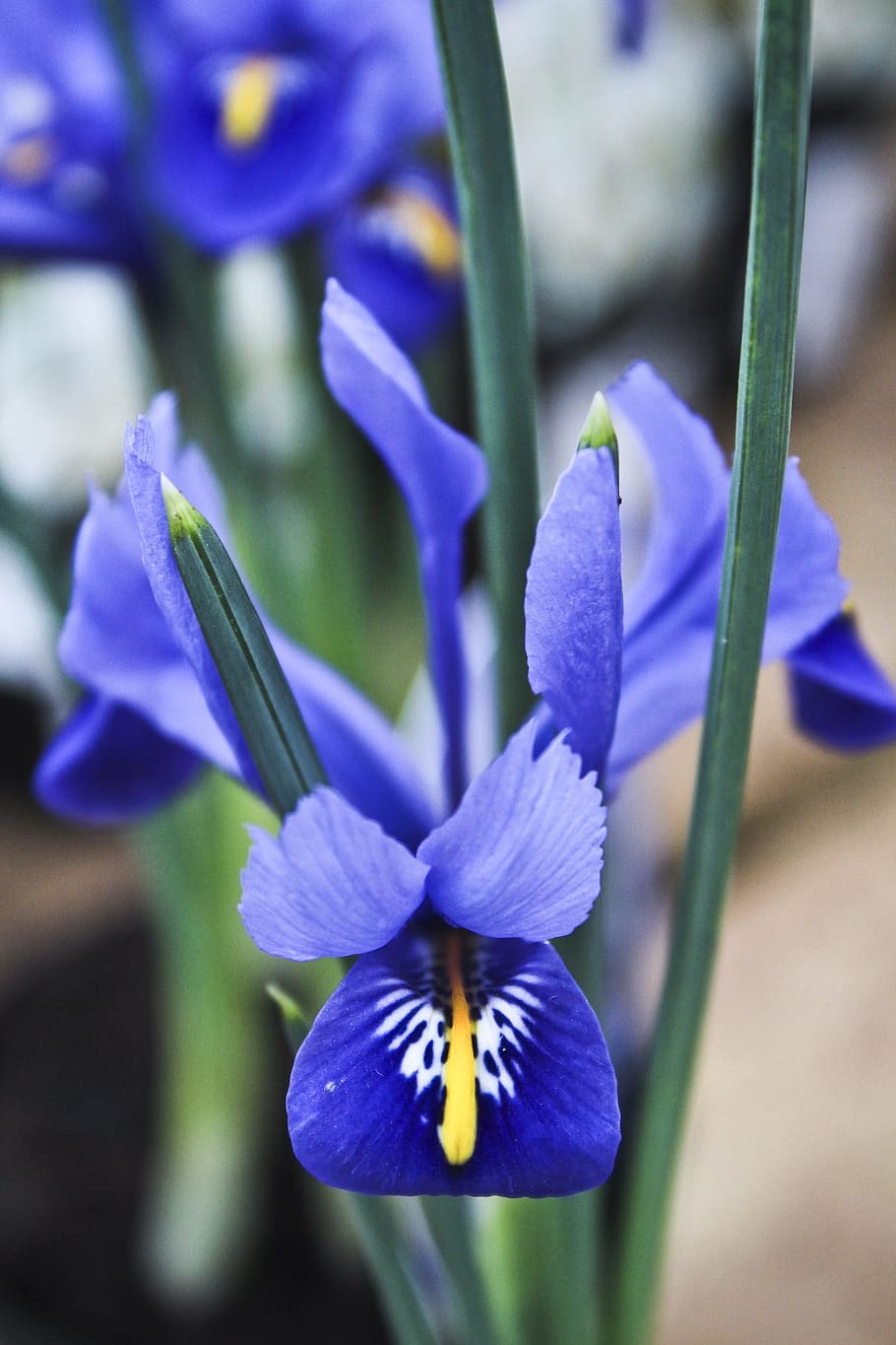 Iris, Spring Flowers, blue flowers, purple, petal, growth, fragility HD wallpaper