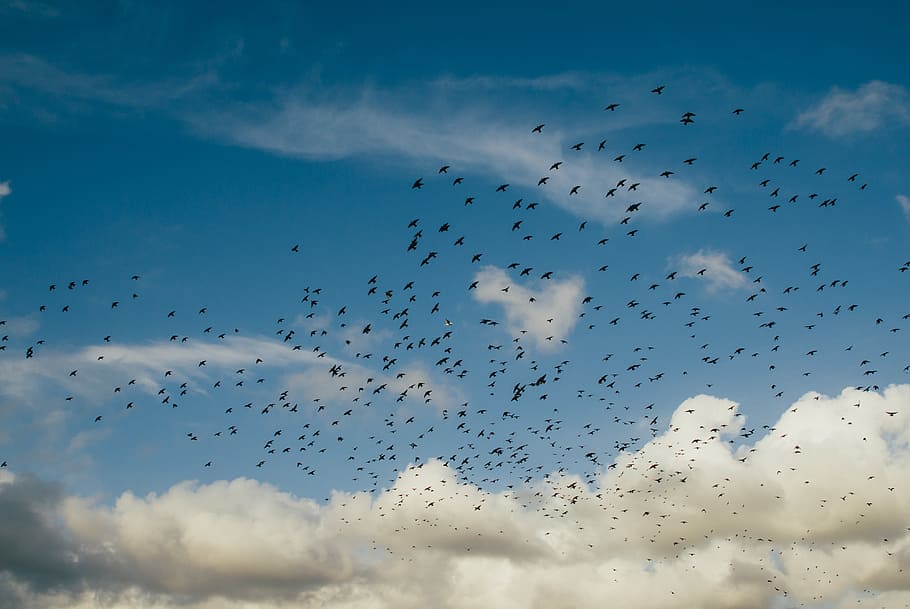 flock of birds flying up in the sky, alert, anxiety, blue, clouds, HD wallpaper