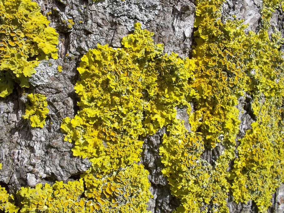 Moss, Yellow, Bark, lichen, nature, tree, rock - object, no people HD wallpaper