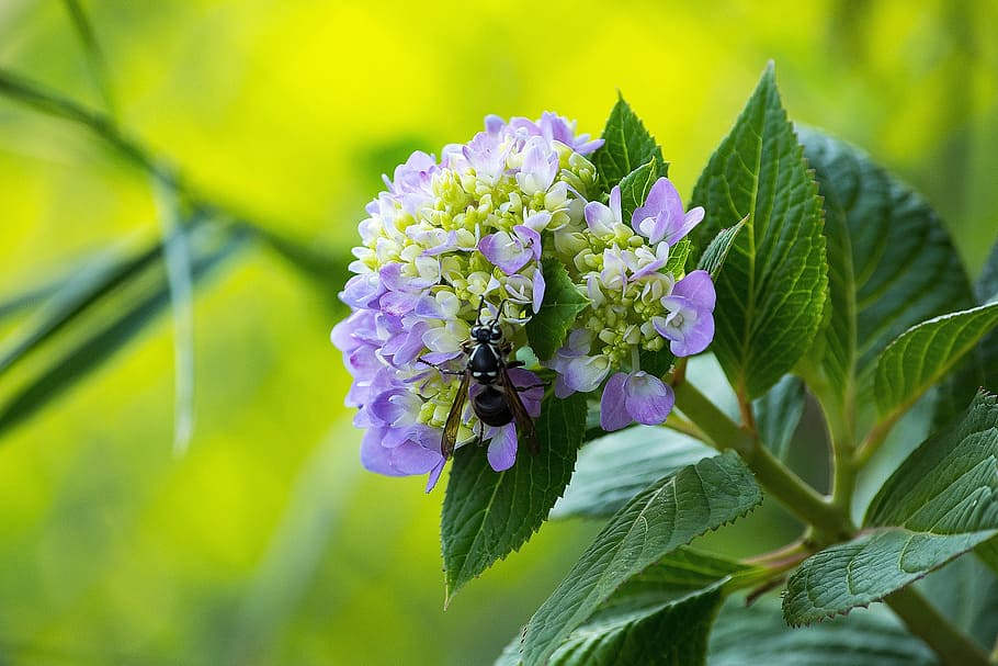 Bee, Flower, Pollen, Insect, Flying, leaf, plant, green color HD wallpaper