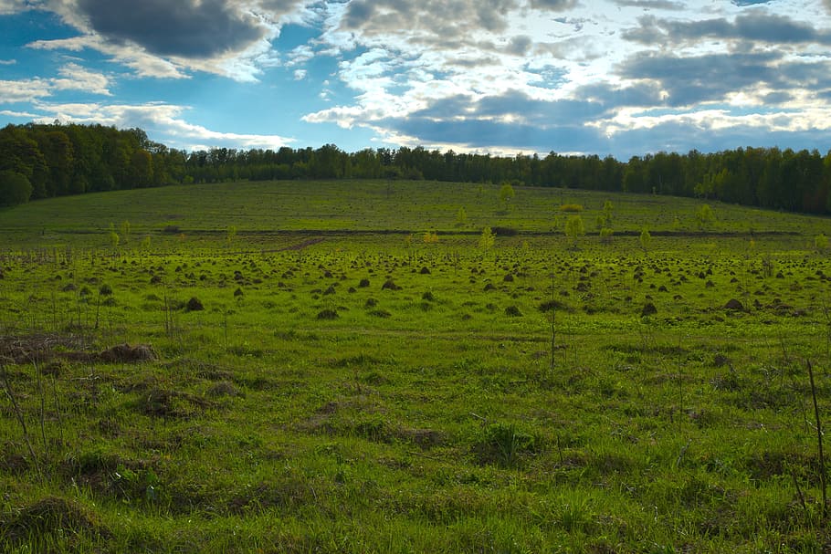 field, hill, mole, grass, forest, uneven, screw up, dig, loosen HD wallpaper