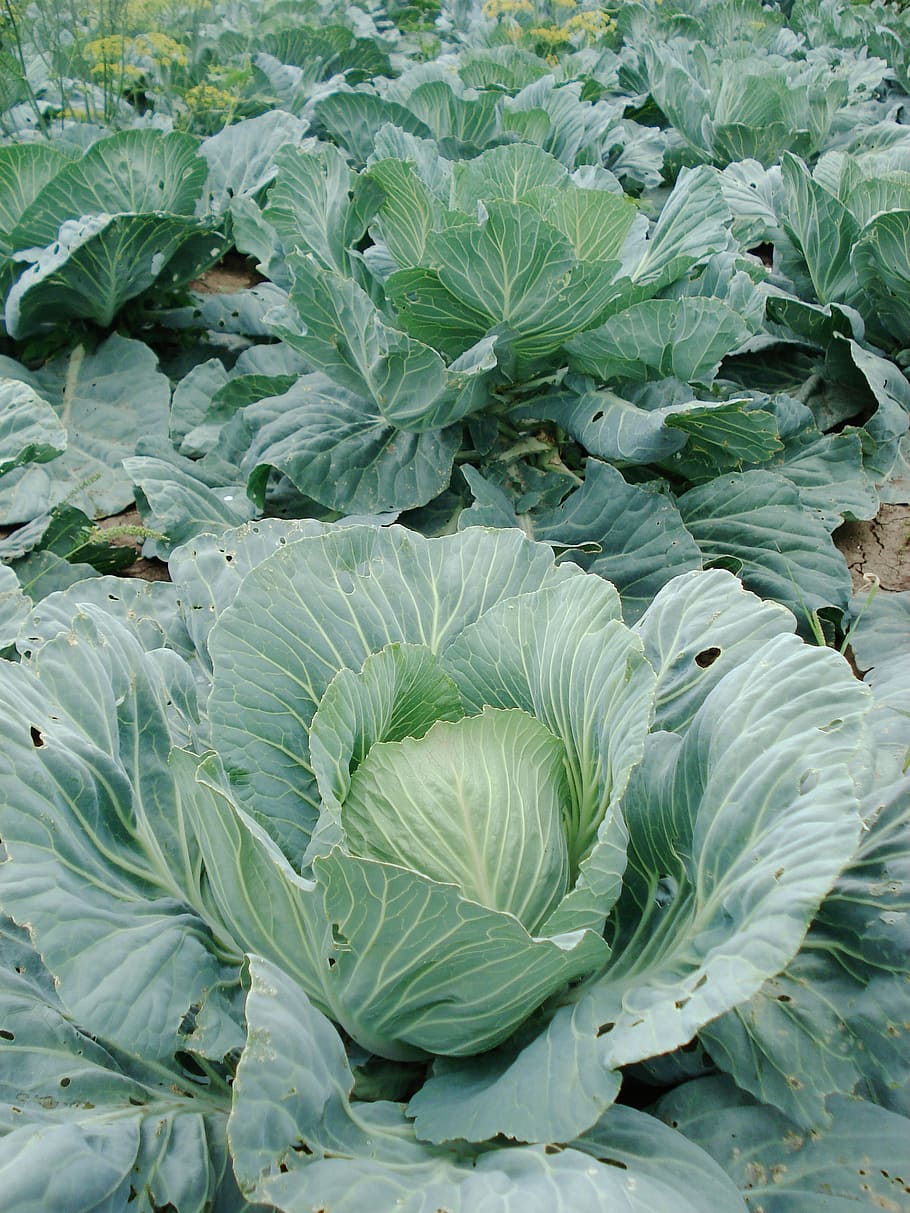 HD wallpaper: green cabbage, white background, rocker, vegetable, food,  freshness | Wallpaper Flare