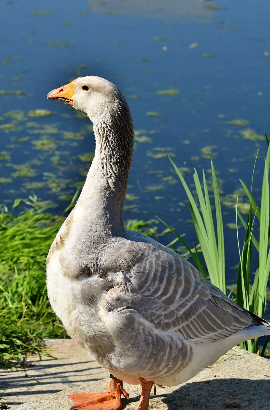 goose standing near body of water, poultry, bird, bill, domestic goose HD wallpaper
