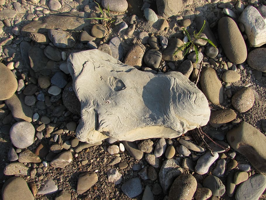 Stone, Horse, Pebbles, Beach, fossil, animal skull, animal bone