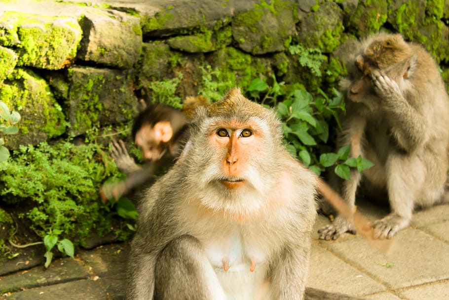 brown monkeys sitting on tiles, ape, wild, wall, plant, primate HD wallpaper