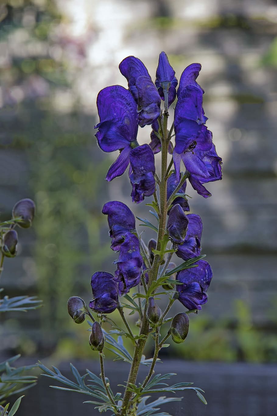 Monkshood, Dark Purple, blue, aconitum napellus, aconite, hahnenfußgewächs, HD wallpaper