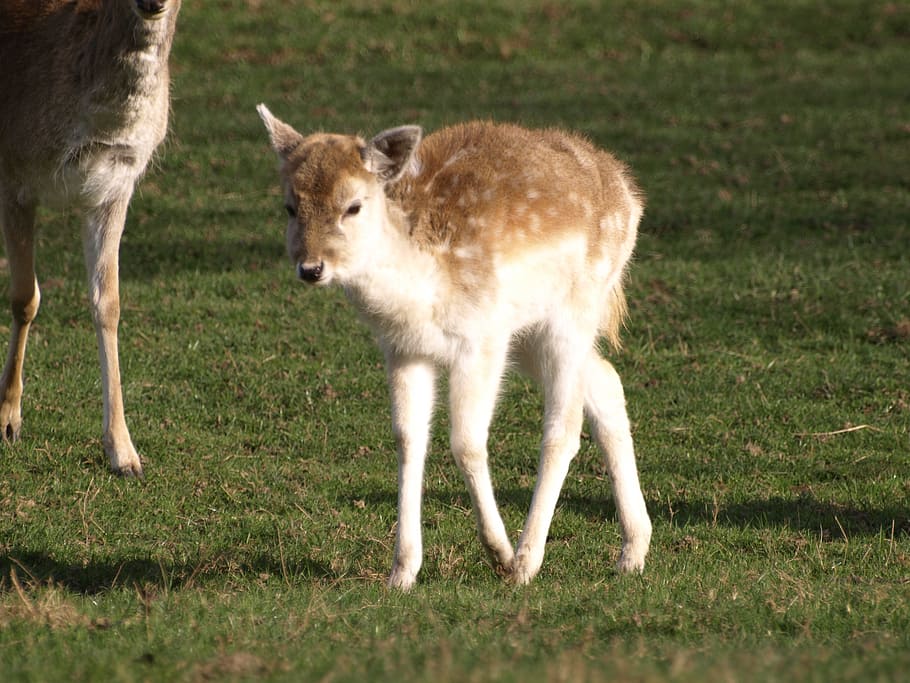 fawn, young deer, wild, kitz, mammal, cute, animal, animal themes HD wallpaper