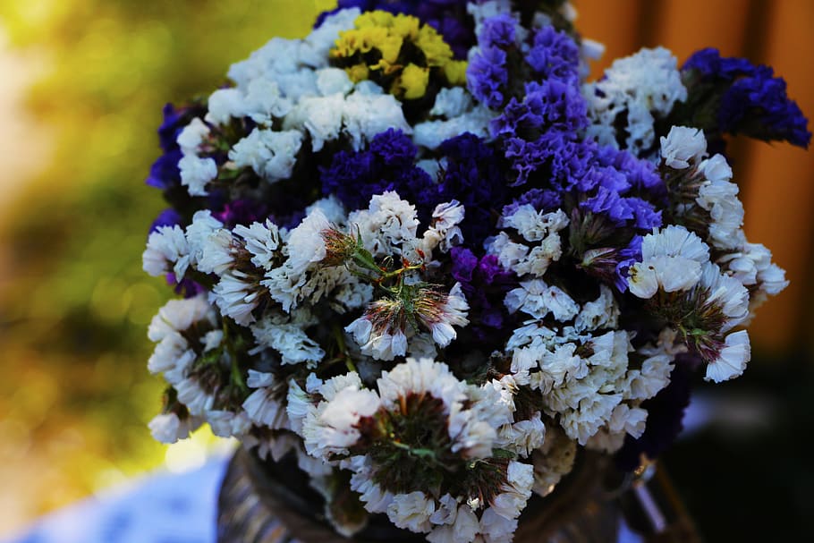 Close-up of Purple Flowers, beautiful, bloom, blooming, blossom HD wallpaper