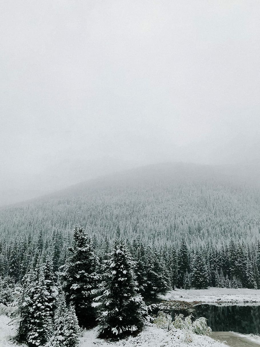 snow-covered trees, snow-covered trees under cloudy sky, mountain HD wallpaper