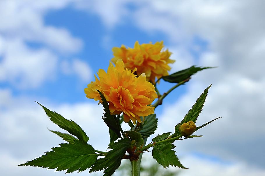flowers, sky, clouds, flowering plant, beauty in nature, vulnerability HD wallpaper
