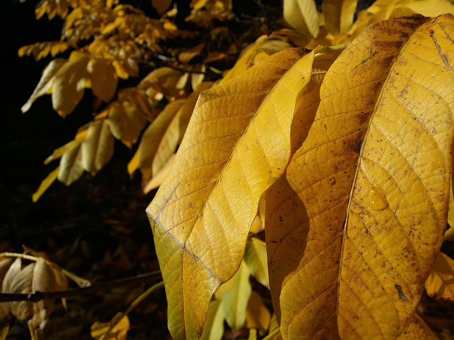 Leaves, Leaf, Yellow, Walnut, autumn, plant, close-up, no people HD wallpaper