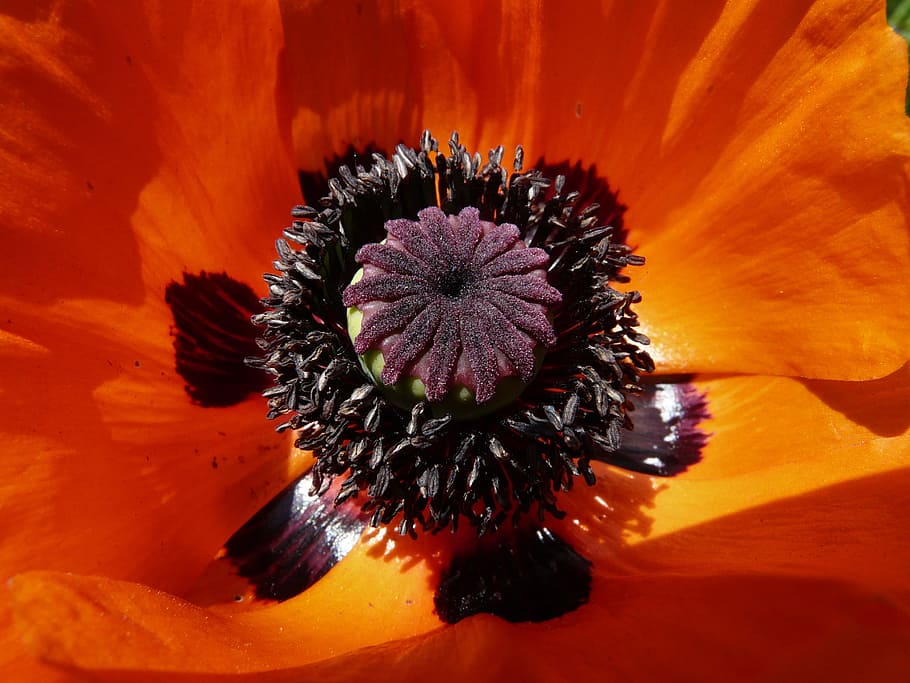 klatschmohn, blossom, bloom, fruit capsule, papaver rhoeas HD wallpaper