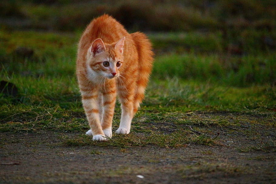 orange tabby cat on green grass, kitten, red mackerel tabby, red cat, HD wallpaper