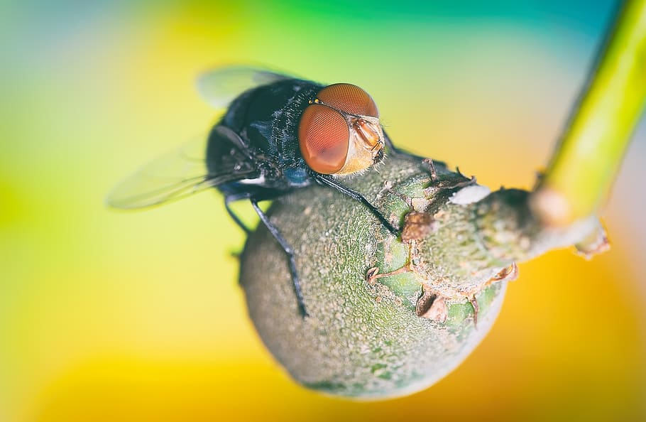 macro, fly, insects, green, wing, invertebrate, animal, animal wildlife HD wallpaper