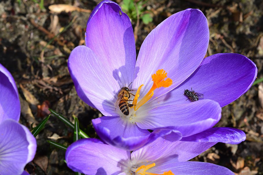 Crocus, Flower, Blossom, Bloom, Close, bee, frühlingsanfang HD wallpaper