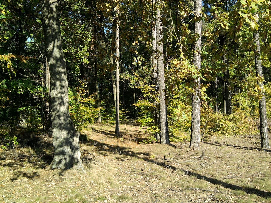 forest, foliage, leaf, tree, autumn, nature, park, october HD wallpaper