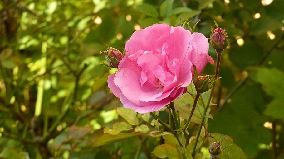 Flower, Pink, Rest, pink color, nature, petal, plant, growth HD wallpaper